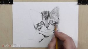 Как нарисовать кота карандашом.