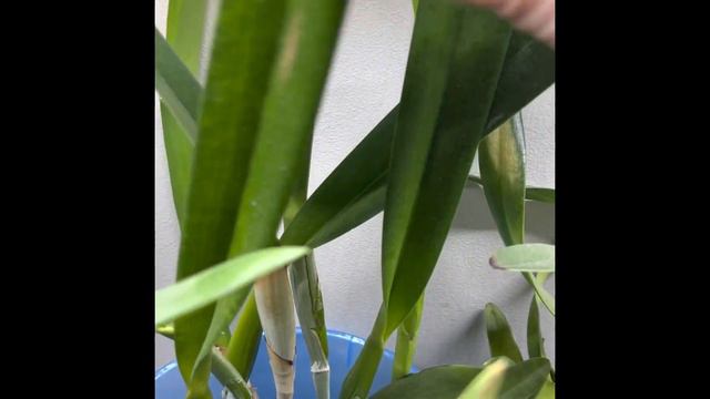 Cattleya (laelia) purpurata смотреть онлайн
