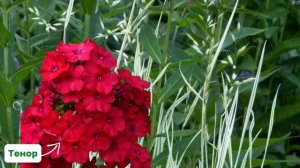 Как гармонично сочетать флоксы в саду? ?