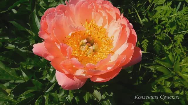 Пион Coral Sunset (Корал Сансет)