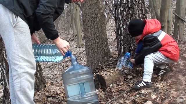 Желтая жидкость вместо березового сока Слава Стар собирает березовый сок смотреть онлайн