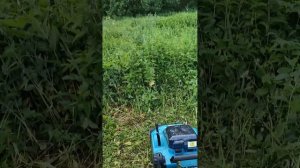 Makita LXT DLM382Z против высокой травы.