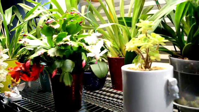 Cacti Purchases смотреть онлайн