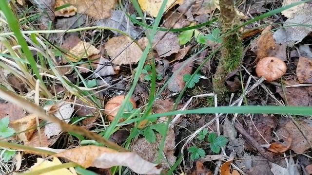 С мужем в лесу. Набрали грибов. смотреть онлайн