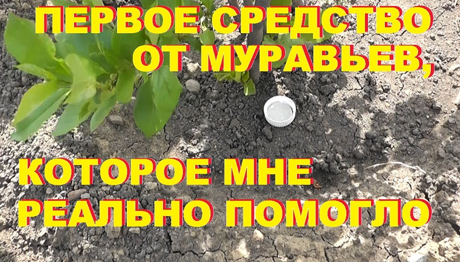 Как избавиться от муравьев на участке. Первое дешевое средство, которое мне помогло. смотреть онлайн