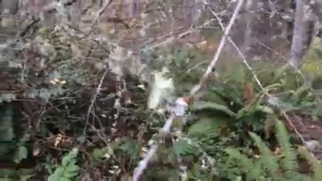 Usnea; old mans beard смотреть онлайн