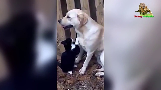 Лучшие приколы с котами и кошками 2017.СМЕШНЫЕ КОТЭ. ПОДБОРКА. смотреть онлайн