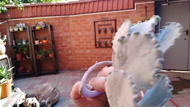 Комнатные цветы. смотреть онлайн