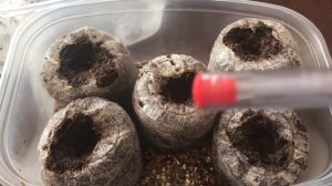 Гербера из семян! Посев герберы! Первые всходы герберы!