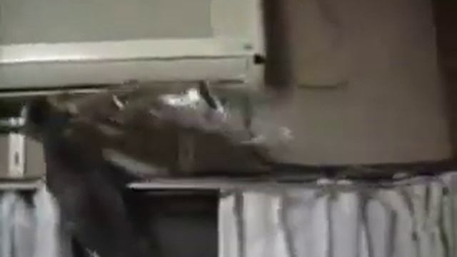 Я вам несу букетик роз смотреть онлайн