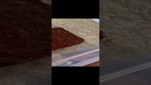 Как пересаживать паука птицееда