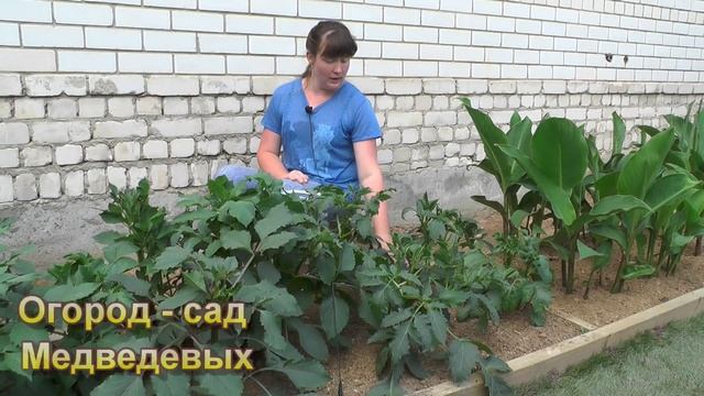 Георгины и канны Подкормки, уход и формирование смотреть онлайн