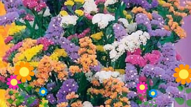 Статица выемчатая Суприм Смесь окрасок. Краткий обзор, описание характеристик, где купить семена смотреть онлайн