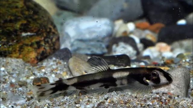 Яошания пакхикхилус / описание - содержание / смотреть онлайн