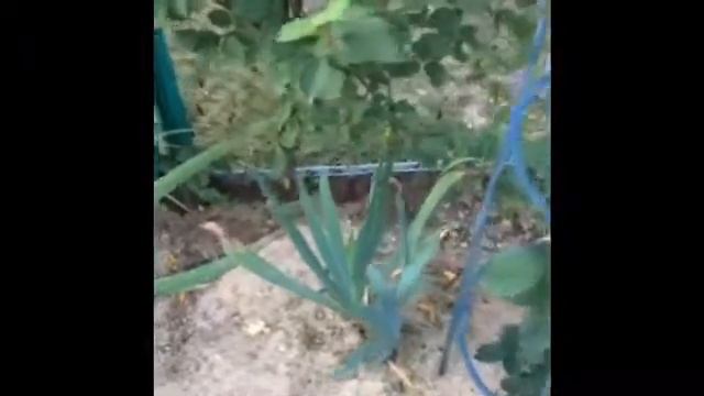 Видео для релакса ( красивая природа, звуки природы, Цветы, яблоки, кошка, лягушка, video relax) смотреть онлайн