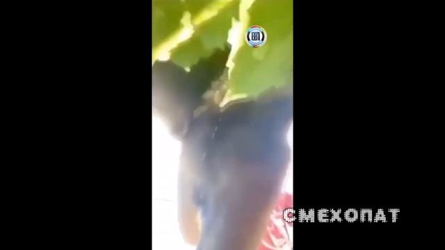 Лучшие приколы 2020 Лучший цвет волос для девушек, Лукашенко подарили Петуха. #смехопат, смотреть онлайн