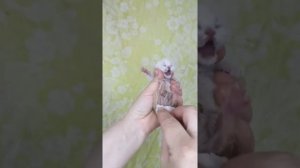 Как стимулировать мочеиспускание новорождённым котятам?