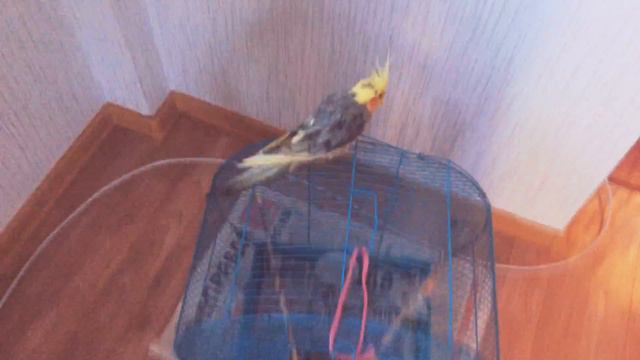 Попугай сидит на одном месте смотреть онлайн