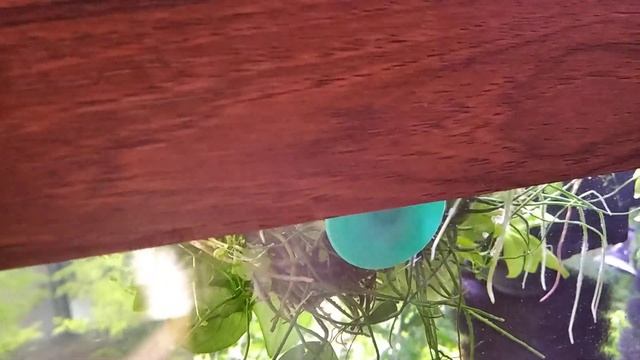 АНУБИАС | как ускорить его рост??? смотреть онлайн