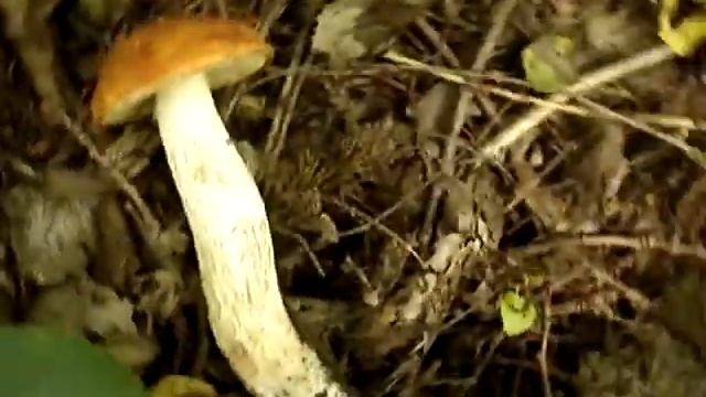 Ель. Деревья ели в лесу. Гриб. Я не ем червей. Осторожность - не отравится грибом. смотреть онлайн