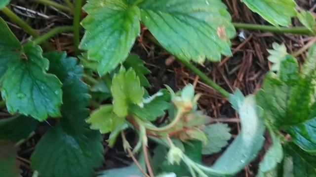 Усы клубники первогодки - убираем или оставляем? смотреть онлайн