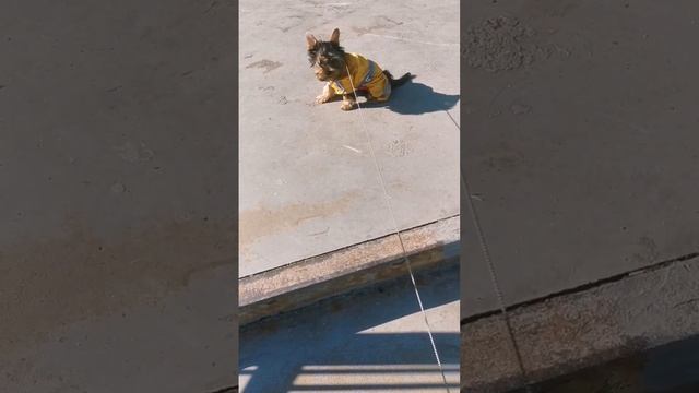 Боська научился ходить по лестнице смотреть онлайн