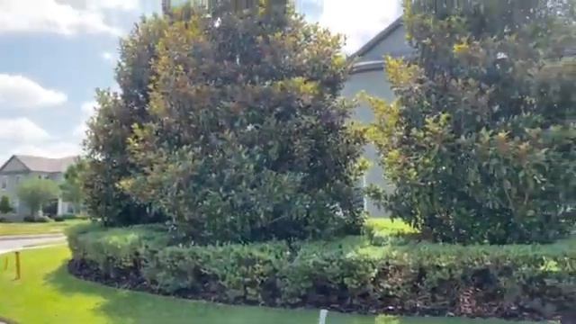 Magnolia Screening Between House and Sidewalk/The Tree Planters Serving Central Florida for 50 Year смотреть онлайн