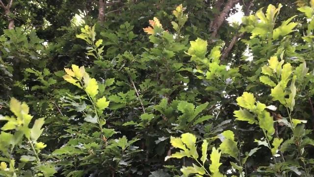 Sessile oak (Quercus petraea) - leaves - July 2018 смотреть онлайн