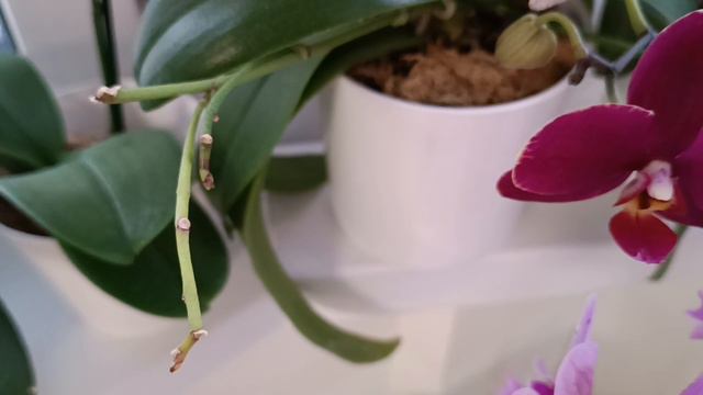 Цветоносы у орхидей🤩🤩🤩 Orchid flower stalks смотреть онлайн