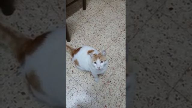 КОТ ГОВОРИТ "ДАВАЙ"!!! #КотГоворит #ГоворящийКот смотреть онлайн