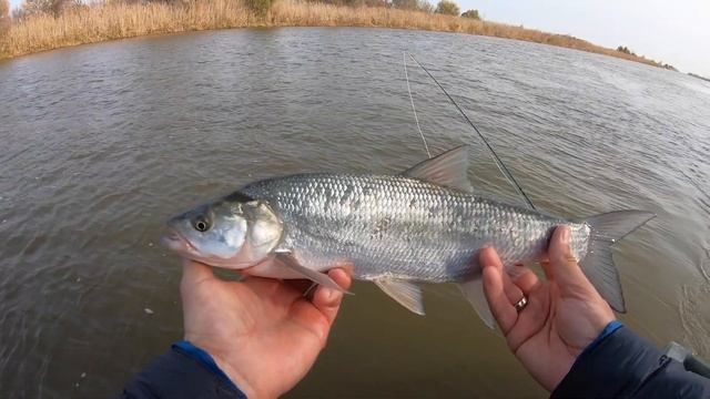 Ловля ЖЕРЕХА осенью в АСТРАХАНИ. Снасть для ловли, поиск рыбы, лучшие стримеры для жереха. смотреть онлайн