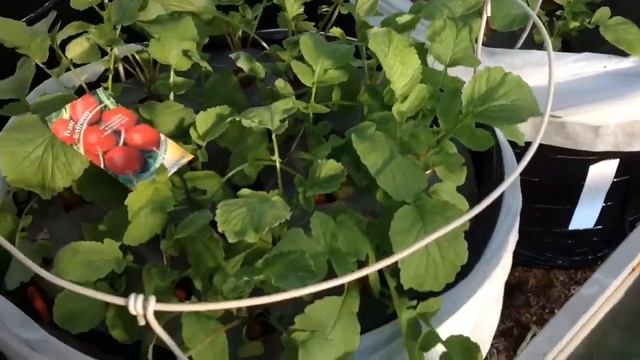 ВЫРАЩИВАНИЕ РЕДИСА В МЕШКАХ, ПОД УКРЫТИЕМ ИЗ СПАНБОНДА. От и До... Апрель - Май - 2017. смотреть онлайн