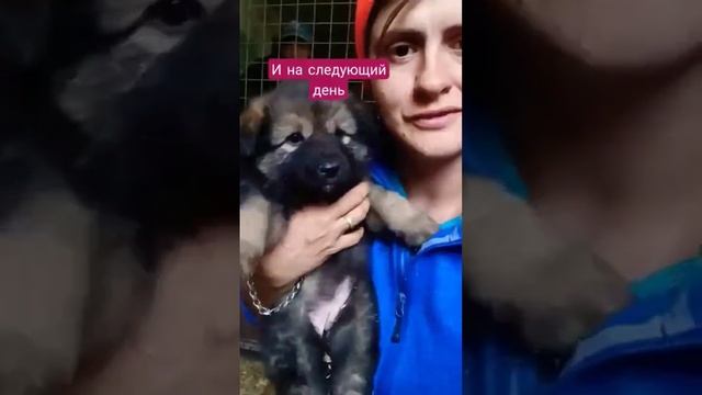 Раздаём медвежаток❤ #щенки #милыесобачки смотреть онлайн