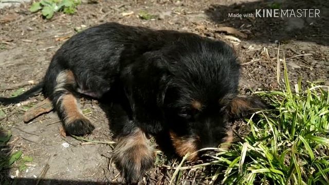 Жесткошерстная такса ZOV LESA EDELWEISS 1м и три недели смотреть онлайн