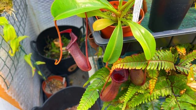 Nepenthes: You Asked - I Answered! (Pt 1 of 2) смотреть онлайн