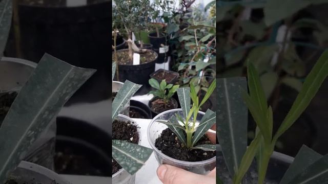 Олеандр, размножение #shorts смотреть онлайн