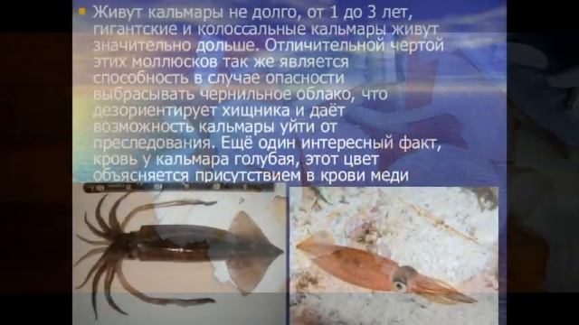 Салат из кальмара и овощей смотреть онлайн