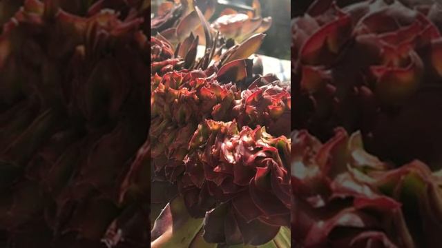 Crest aeonium смотреть онлайн