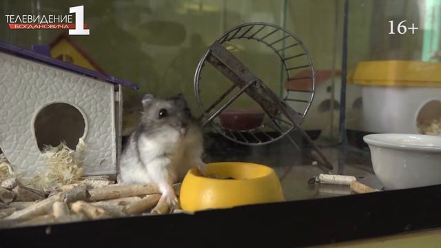 ЦДТ "Креатив" расширяет направления деятельности смотреть онлайн