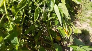 Эмперадор, чиа и ЧП