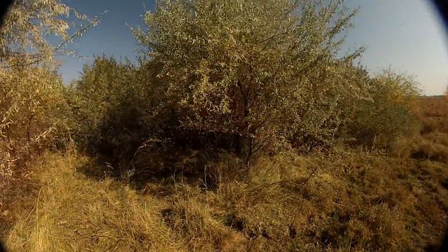 Охота на фазана. Открытие сезона 2017 , выезд на один день.+18 смотреть онлайн