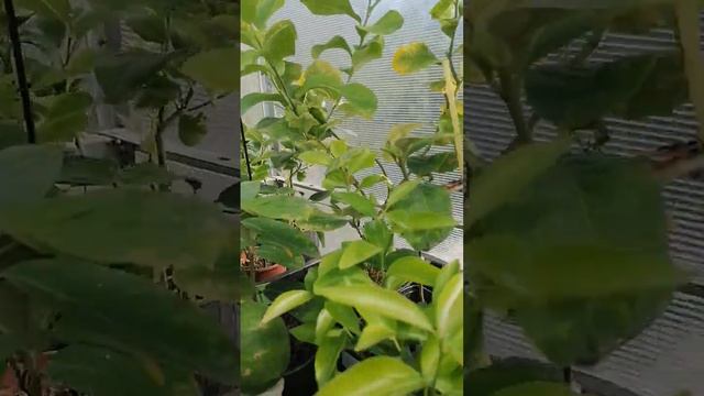 Опять двадцать пять! Ошибка в подкормке цитрусов смотреть онлайн
