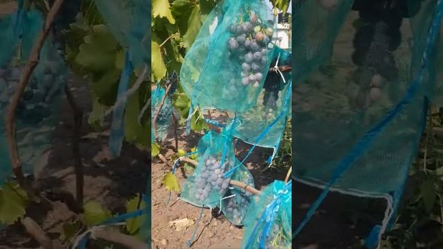 сорт винограда фурор смотреть онлайн