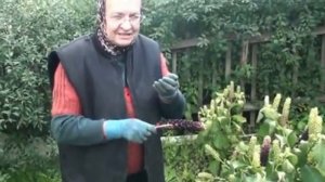 Аптека на грядках. Фитолака (Американский лаконос)