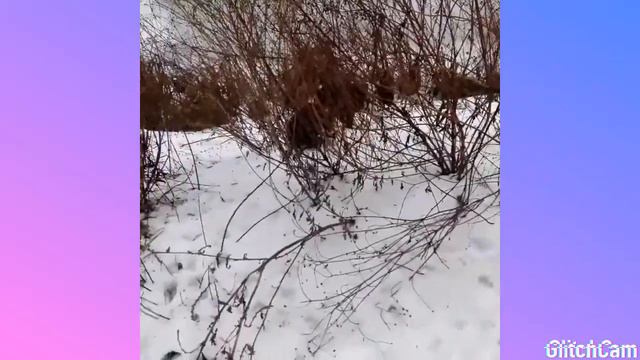 Щенки бордер колли смотреть онлайн