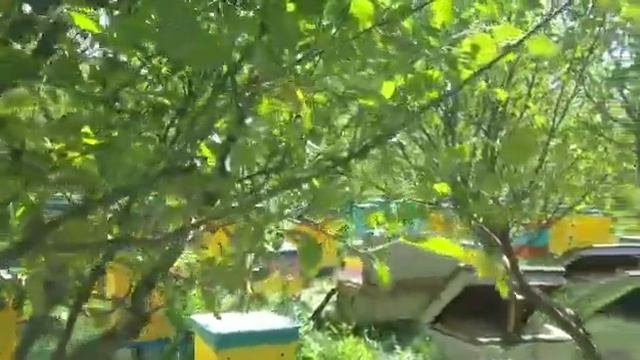 Бакфаст смотреть онлайн
