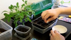 Незабудки - посадка и уход