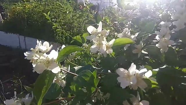 Чубушник смотреть онлайн