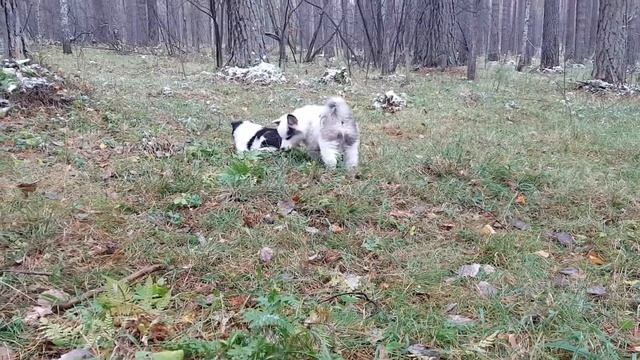 Щенки якутской лайки. Якутская лайка смотреть онлайн