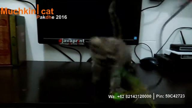 kucing munchkin / munchkin cat смотреть онлайн